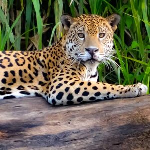 MAICURU-Verantwortung-2