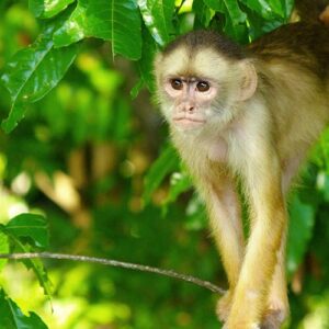 MAICURU-Verantwortung-5